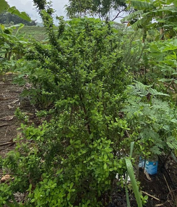 Esta imagen tiene un atributo ALT vacío; su nombre de archivo es Screenshot-2024-05-21-at-10.24.29AM-1.png